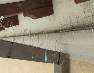 Installazione dissuasori antipiccioni sul cornicione Installazione di dissuasori metallici antipiccioni su cornicione per prevenire la posa e l’accumulo di guano.