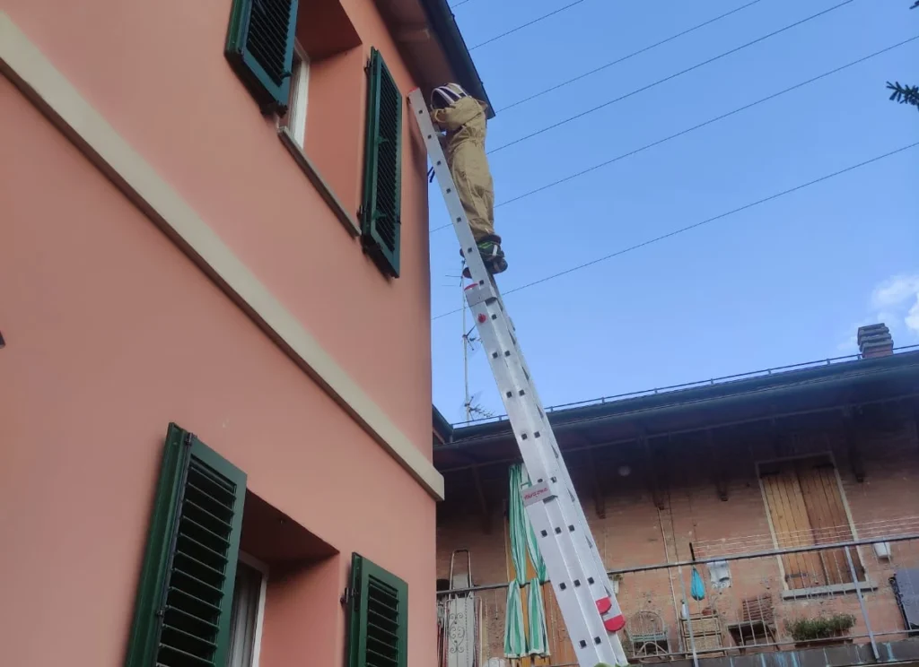 Intervento di Disinfestazione Vespe in Facciata Operatore che effettua un intervento di disinfestazione vespe su scala in esterno a Bologna